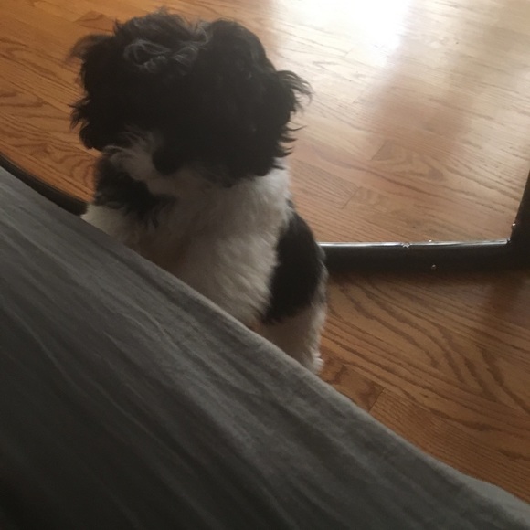 Meet your Posher, Sasha - Picture 2 of 7